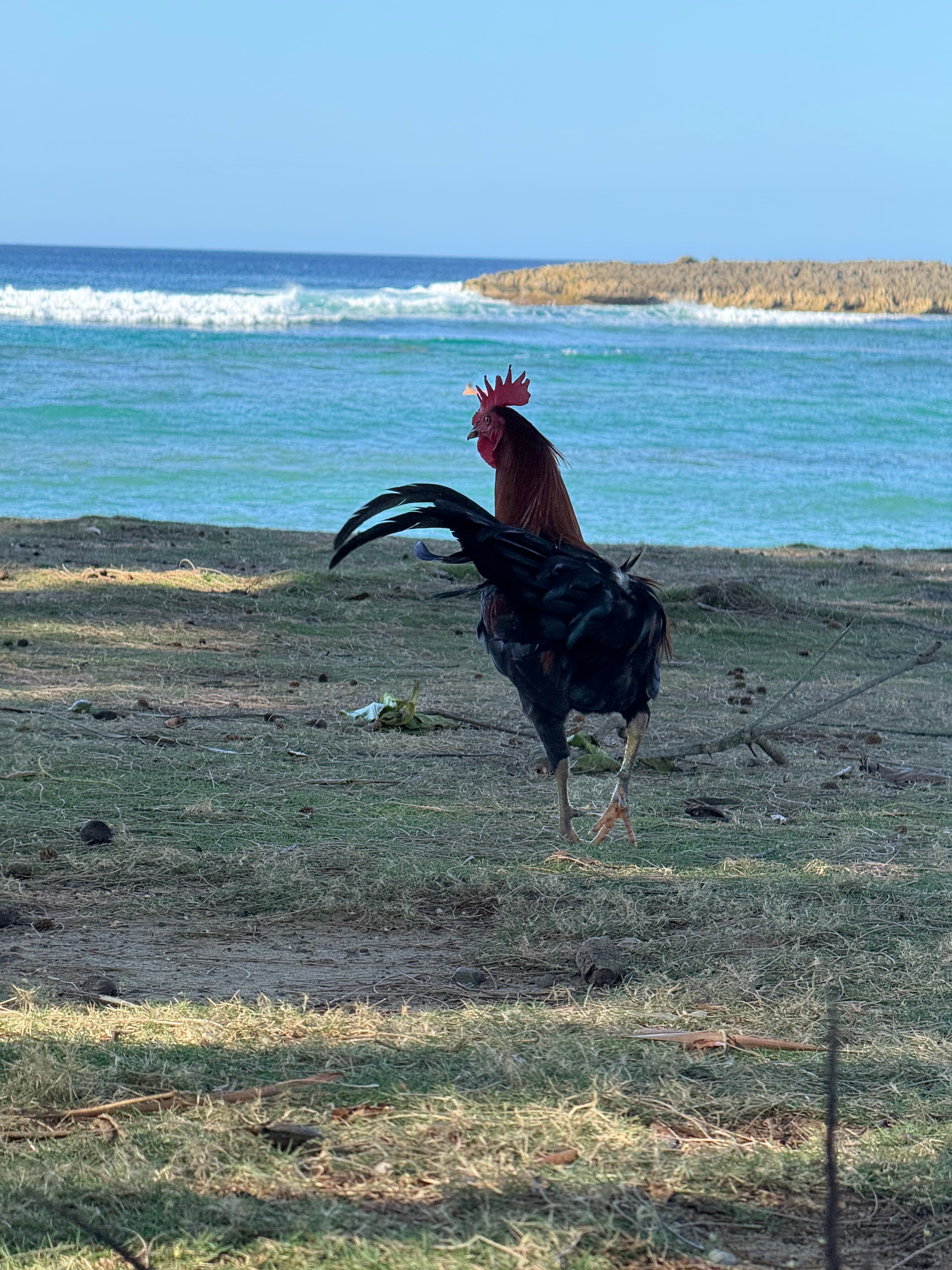 Puerto Rico Trip 🇵🇷 Mar. 20 5