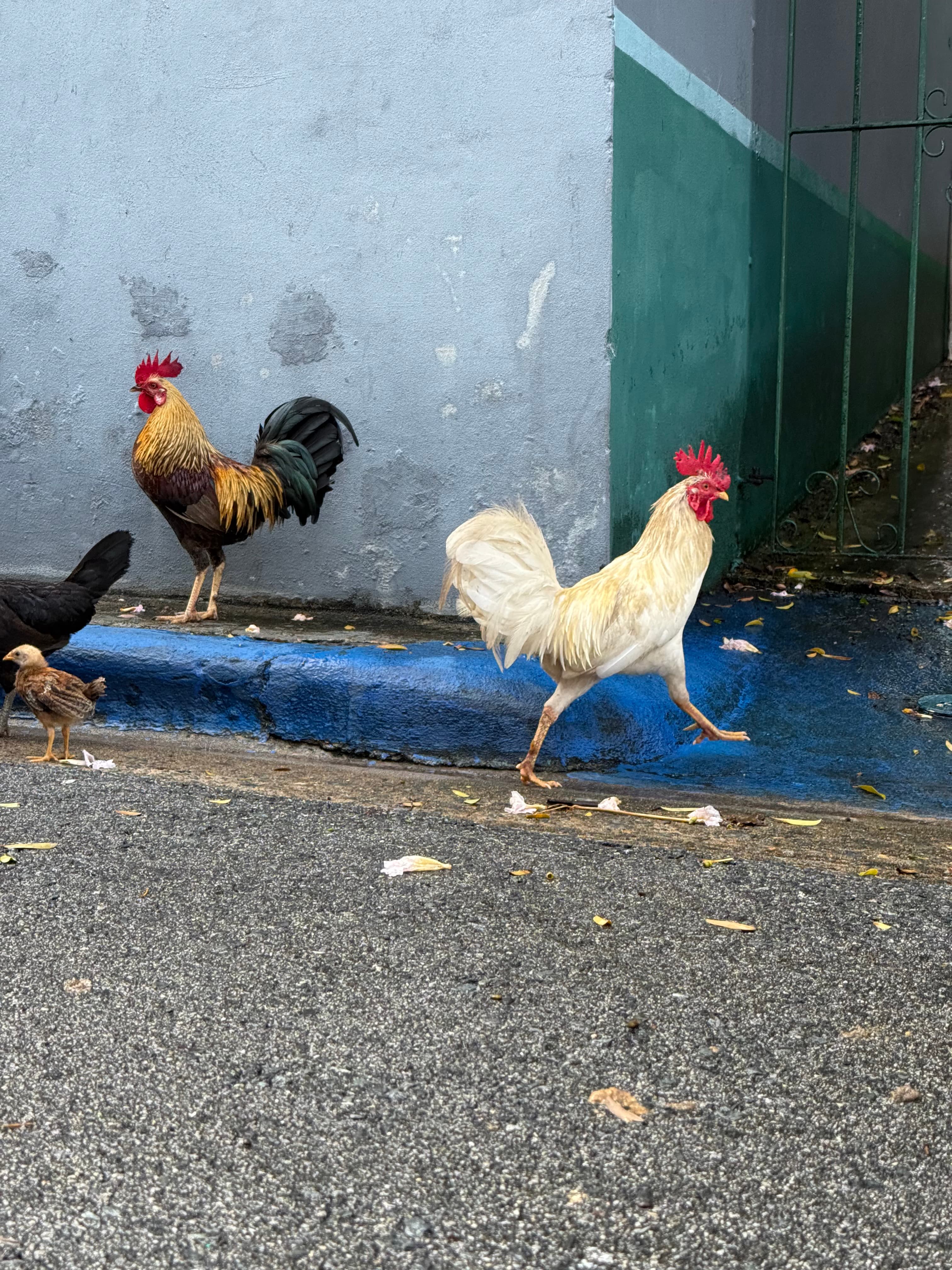 Puerto Rico Trip 🇵🇷 Mar. 23 2